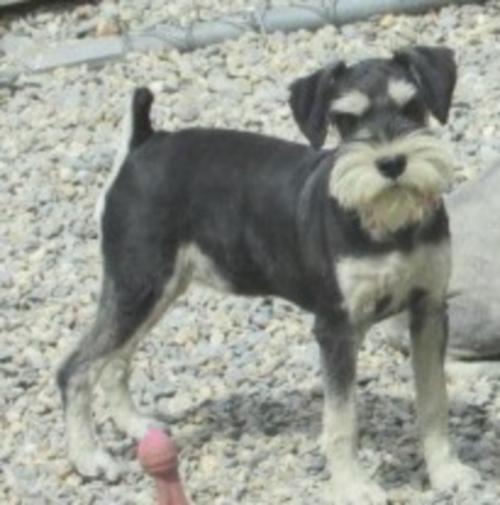 Fancy Miss(13lbs)(F) Black & Silver Champion LInes Jane & Zorro Daughter Embark Tested