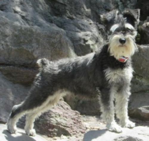 TILLY(14lbs) (F) Black & Silver Champion Lines Henry & Indiana Daughter EMBARK TESTED
