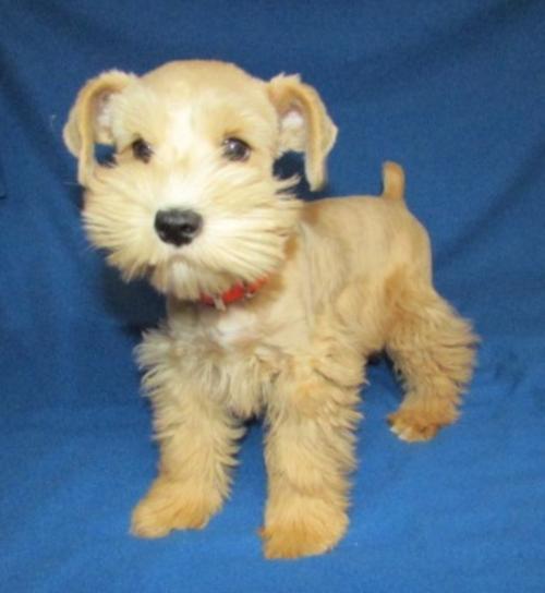 Scarlet Oh Haira (F) pup Wheaten daughter of Zeena & Konner Embark Tested