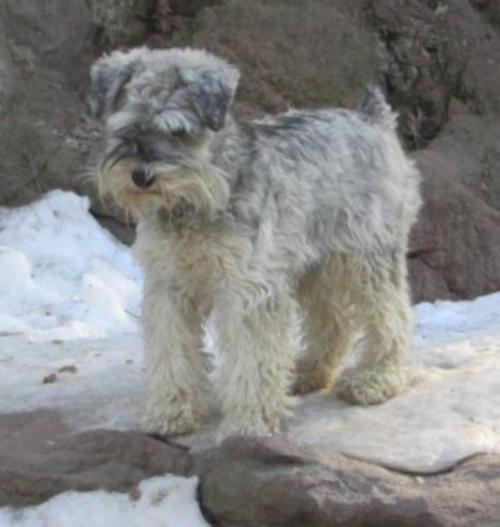 ZEENA (12lbs)(F) Salt & Pepper Zorro & Willa Daughter, Champion lines Embark Tested