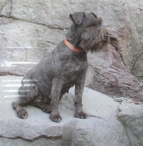 Elsa (14lbs)(F) Liver Female. Ashley & Murphy Daughter WISDOM PANEL TESTED