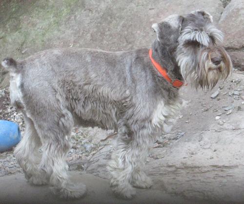 Thyme (F) 13# Liver Pepper, Ashley & Apollo parents, Embark Tested