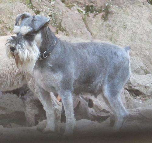 Dytto(15lbs)(F)Black & Silver Ch Lines Zorro & Dazzle Daughter, Embark tested