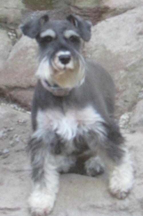 Kye (13#)(F)Black & Silver, Ashley & Cooper daughter Embark Tested