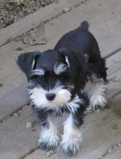 Pippa (F) pup Black & Silver Daughter of Philomena & Sawyer Embark Tested