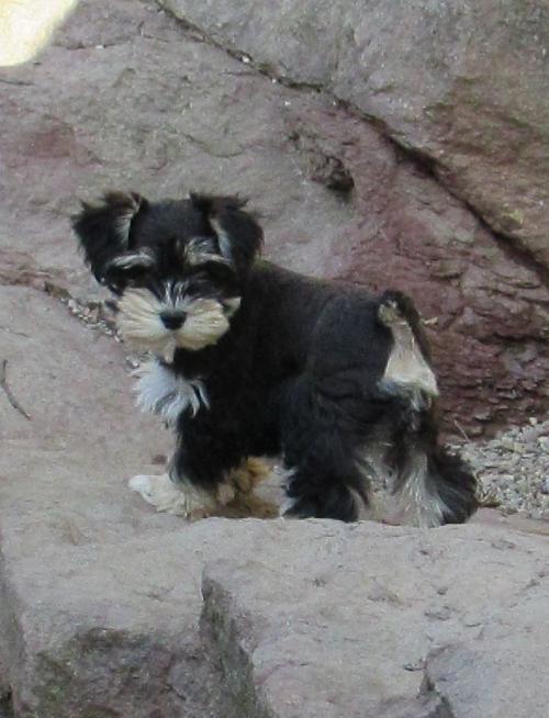 Lacy (F) pup Black & Silver Daughter of Dytto & Jet Embark Tested