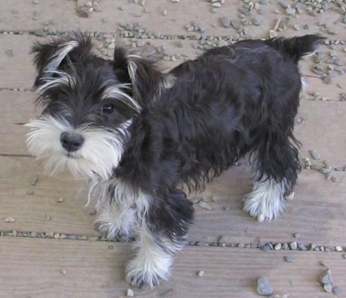 KLOE (F) (PUP) Black & Silver Adaline & Jet daughter Embark Tested
