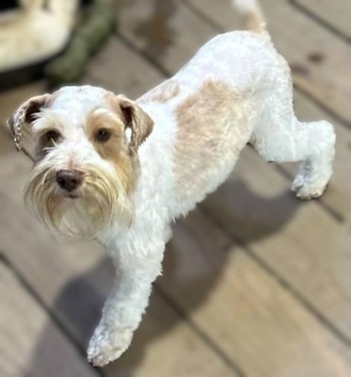 COSMOS (M) (14#) Wheaten Parti Embark Tested