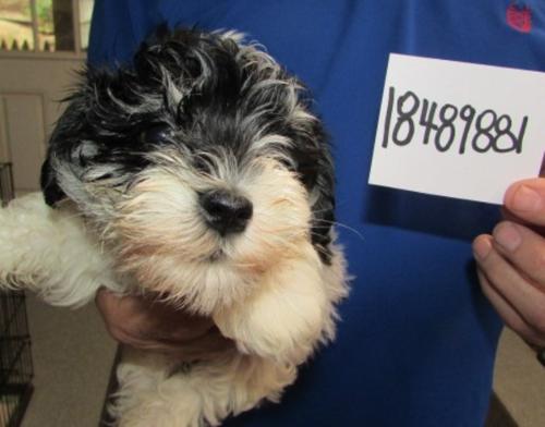 Female Black & Silver Parti chip#18489881 Shine Family