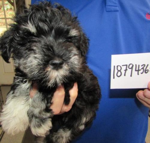 Male Black & Silver chip#18794363 Om Family