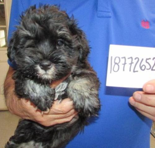 Female Black & Silver chip#18772652 Varey Family