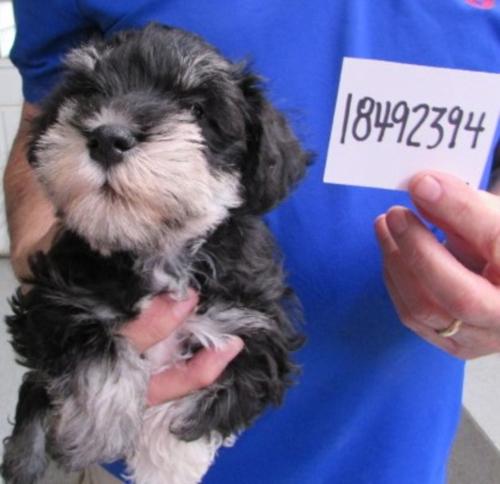 Male Black & Silver chip#18492394 Wodicka Family