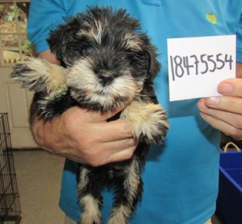 DYTTO & APOLLO born 8/1/25 go home 9/26/25