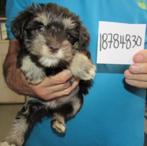 THYME & SAWYER born 8/3/25 go home 9/28/2025