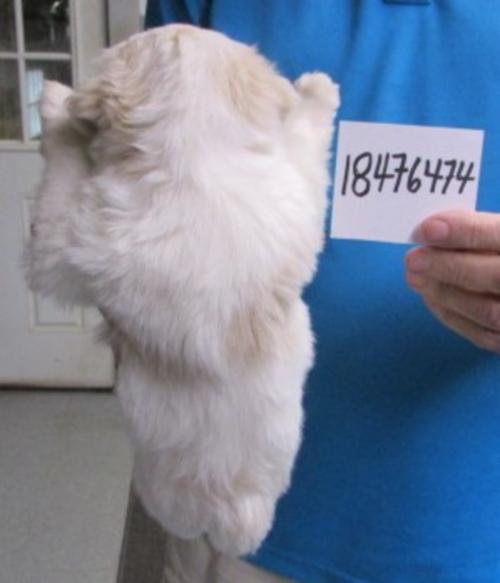 EMBER & COSMOS born 8/11/25 go home 10/6/25