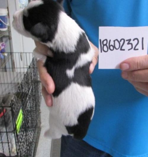 Back side Female Black & Silver Parti chip#18602321 is SOLD