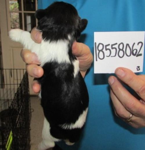 Back sideFemale Black & Silver Parti chip#18558062 is SOLD