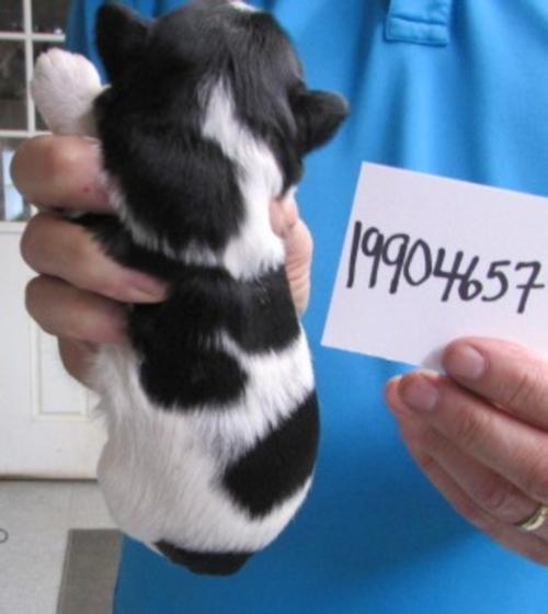 Back of Female Black & Silver Parti chip#19904657 is SOLD