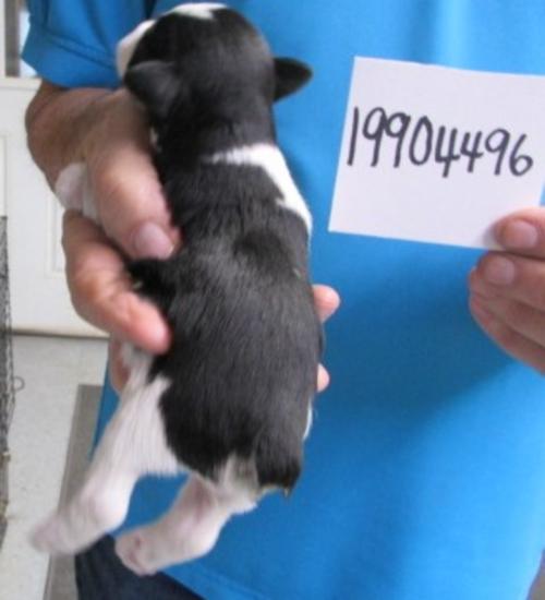 Back of Female Black & Silver Parti chip#19904496 is SOLD