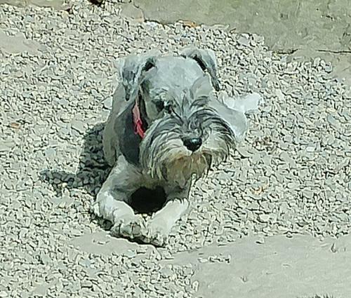 STELLA (F) pup Salt & Pepper,daughter of Zeena & Griffin, Embark tested