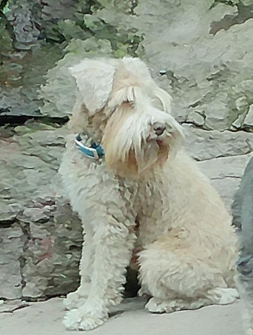 Ruby (F) 13# Wheaten , daughter of Lucy & Konner, Embark Tested 7/10