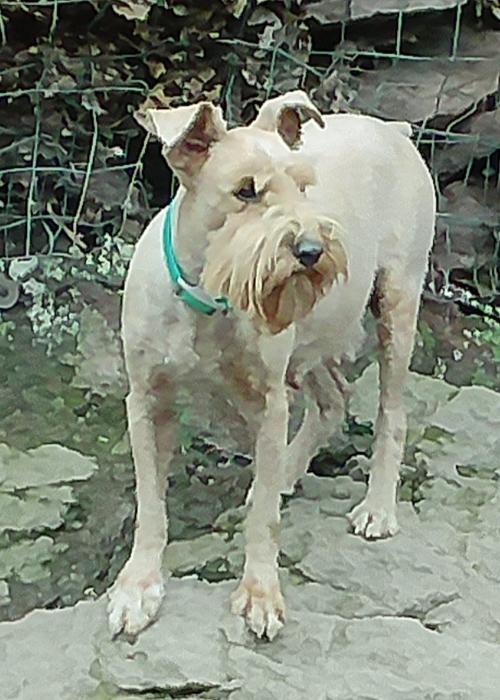 Lucy (F) 14# Wheaton Embark Tested 8/10