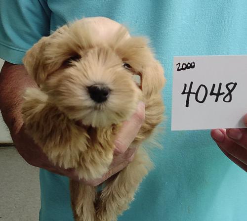 Female Wheaten chip#4048 Donabed Family
