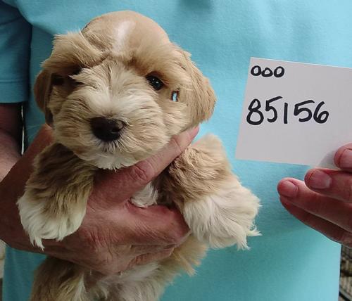 Male Wheaten chip#85156 Eudaly Family