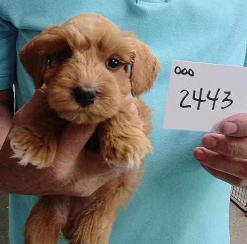 Female Wheaten chip#2443 Colley Family