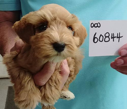 Female Wheaten chip#60844 Harris Family