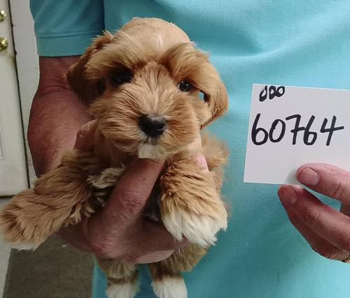 Female Wheaten chip#60764 Gutierrez Family
