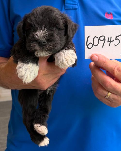 Male Black w/white chip#60945 Coco Family