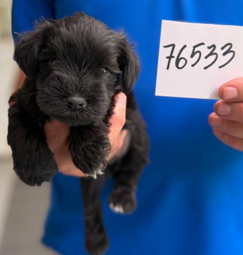 Male Black w/white chip#76533 Tracy Family
