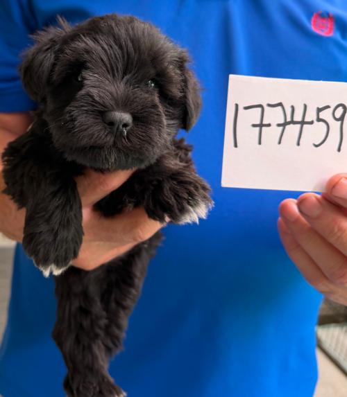 Female Black chip#177459 Birchenoff Family