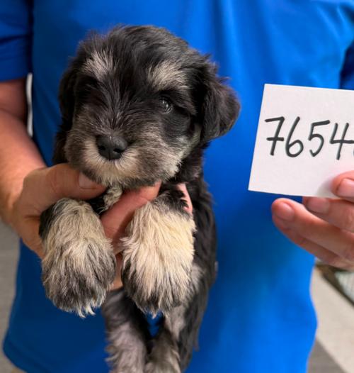 Female Black & Silver chip#76548 Barksdale Family