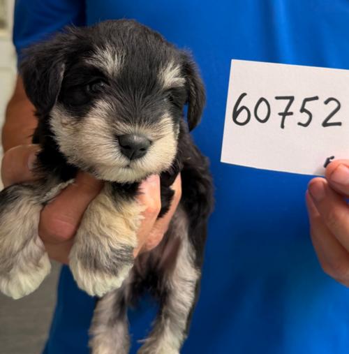 Female Black & Silver chip#60752 Nessing Family