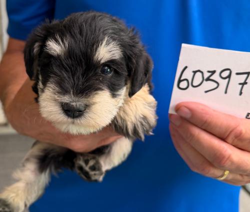Female Black & Silver chip#60397 Smith Family