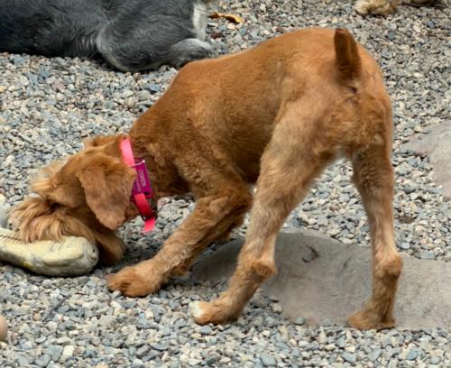 Crimson (F) Wheaten pup, daughter of Ember & Rowan, Embark tested 9/10