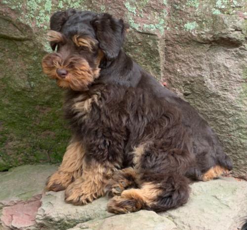 Woody (M) Liver & Red Outcross Embark Pending